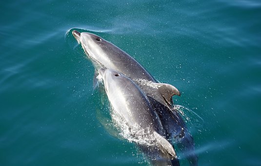 dolphins-2137659__340